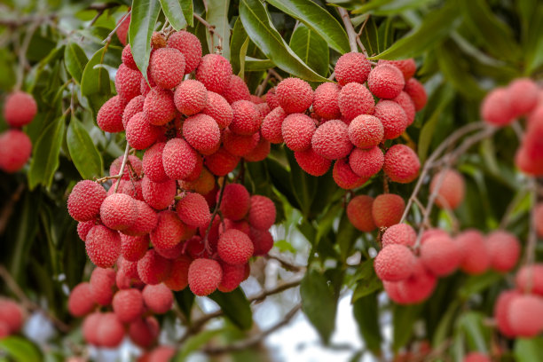 litchi
