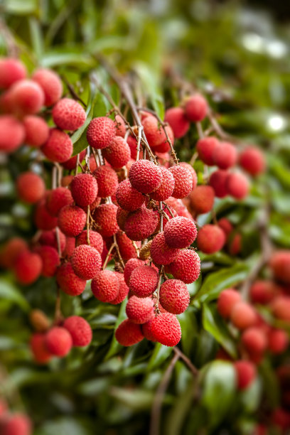 litchi