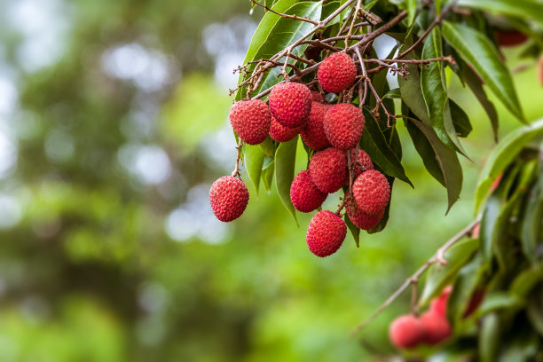 litchi