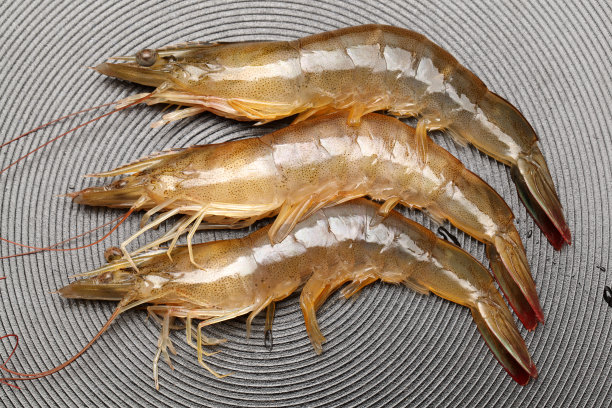 shrimps