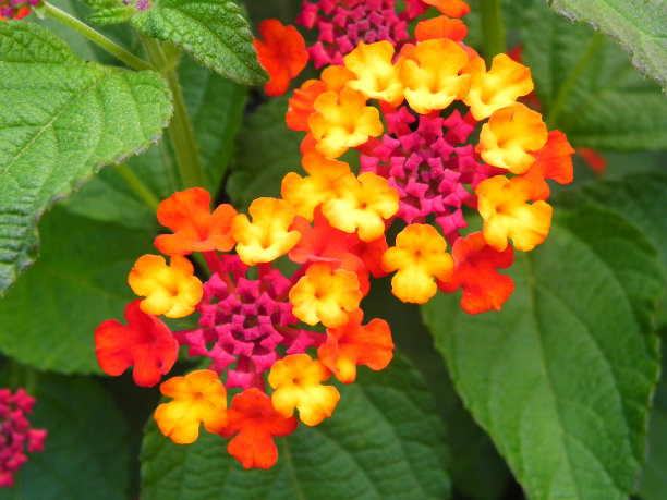 verbena