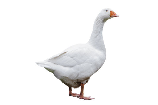 goose