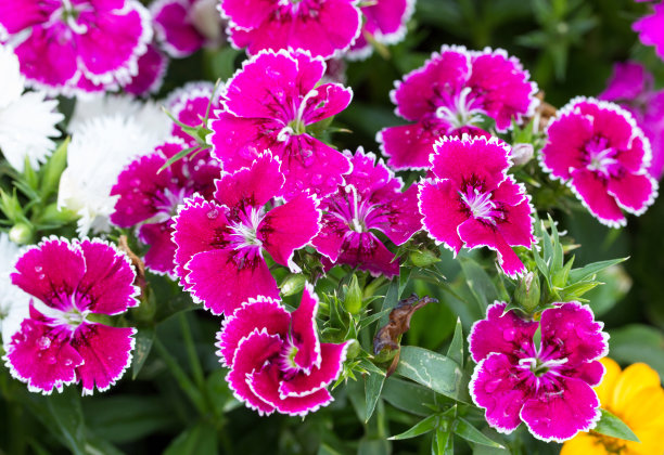 dianthus