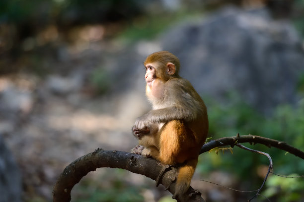 macaca
