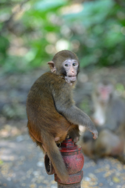 macaca