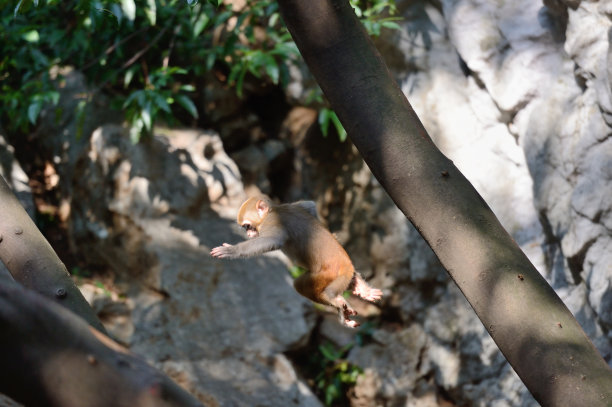 macaca