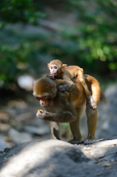 macaca
