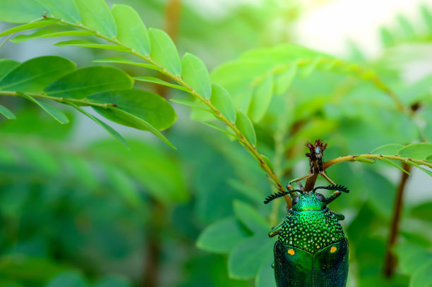 beetles