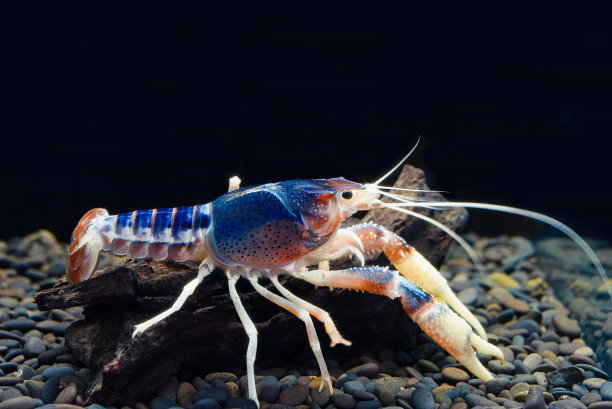 crawdad