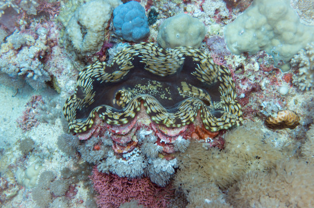 tridacna
