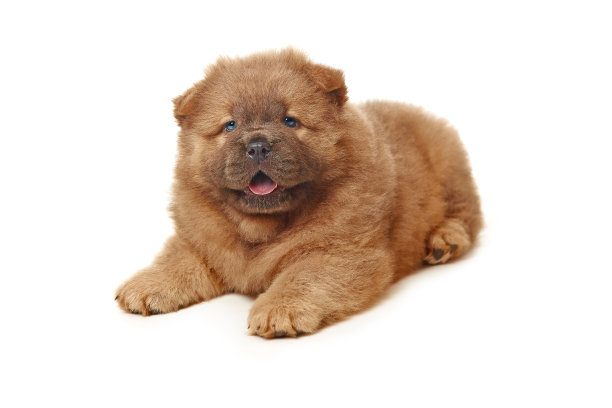 chow