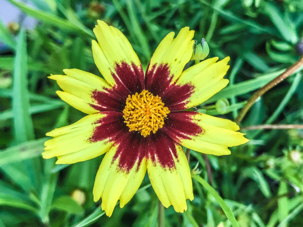 calliopsis