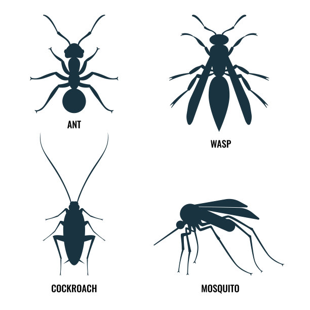 beetles
