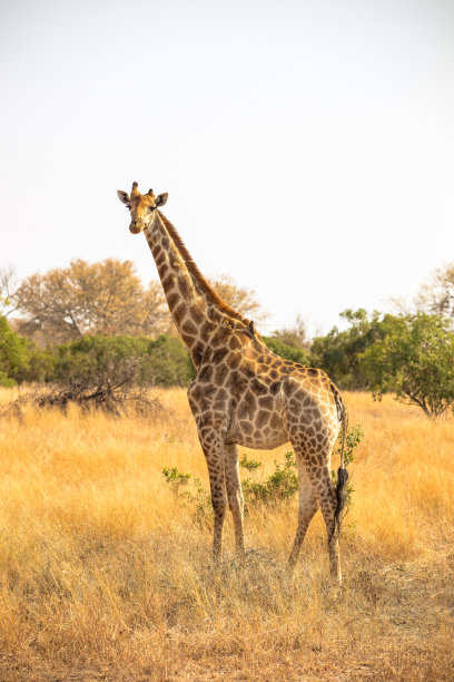 长颈鹿与野生动物