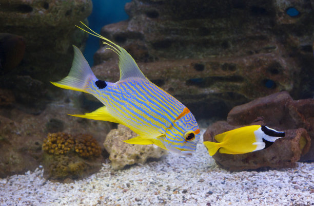 rabbitfish