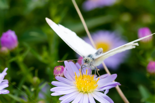 pieris