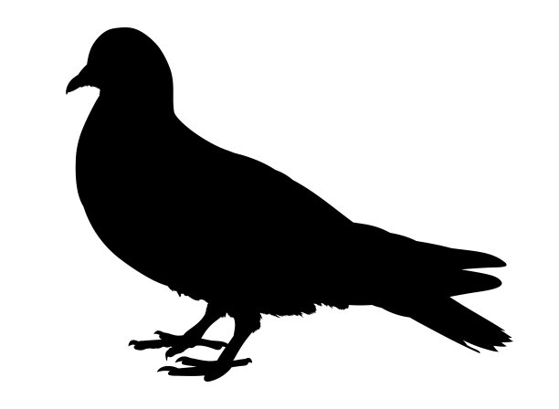 pigeon