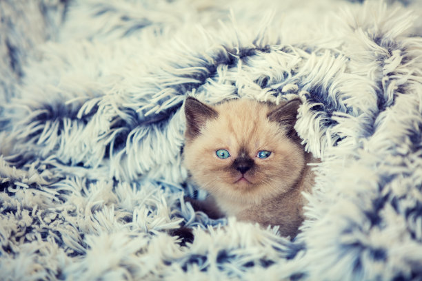 cosy