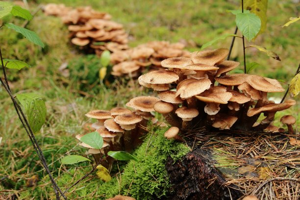 真菌蘑菇