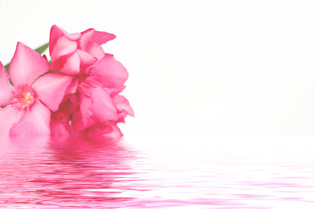 oleander