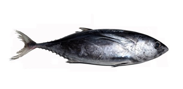 tuna