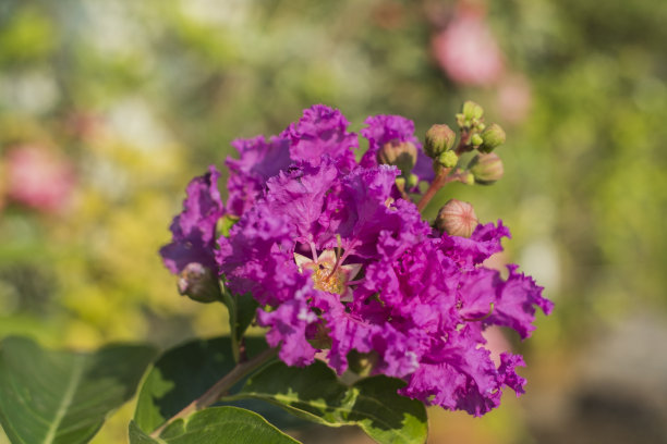 紫薇属的植物