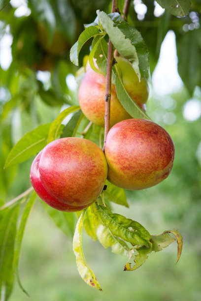 nectarines