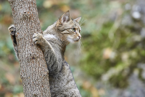 野猫