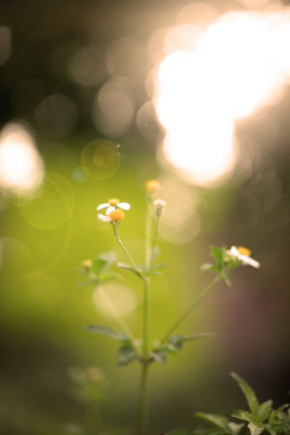 春天百花盛开万物复苏