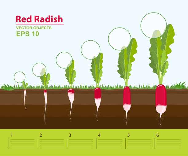 radishes