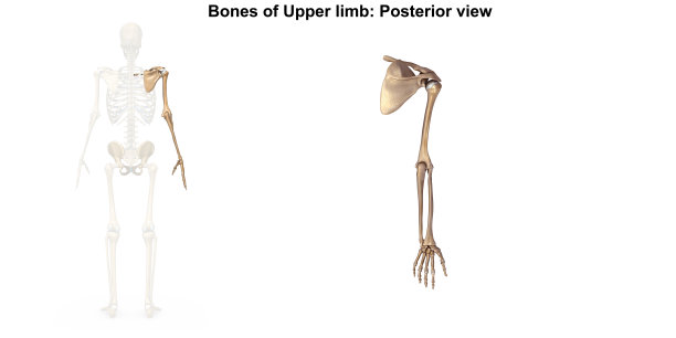 人体上肢骨及关节