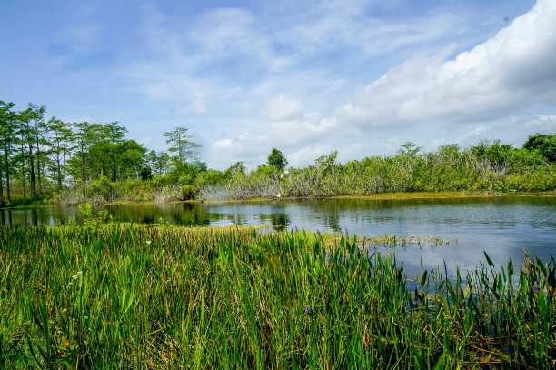wetland