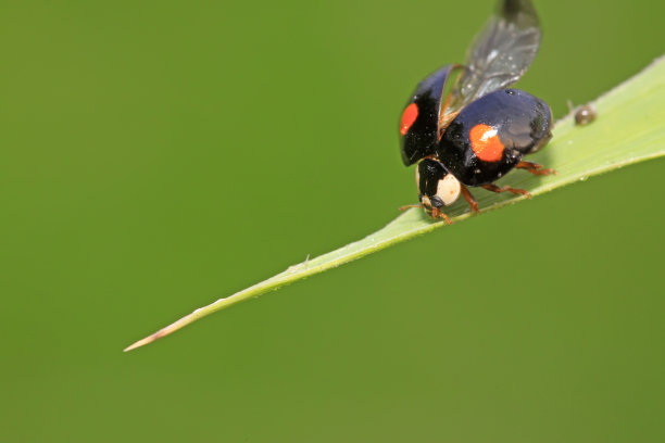 beetles