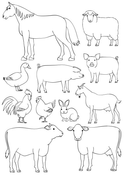 sheep