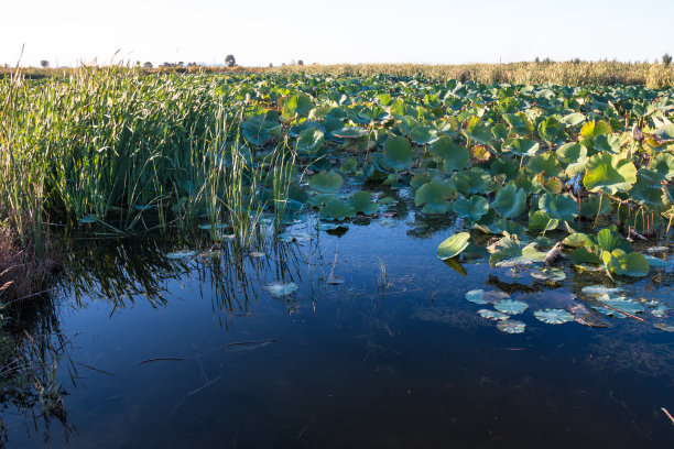 wetland