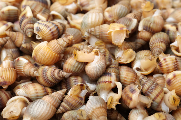 conch