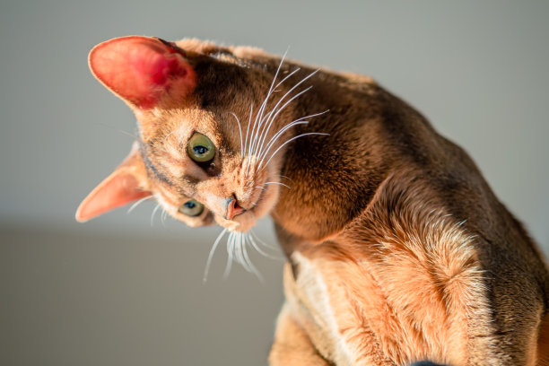 abyssinian猫