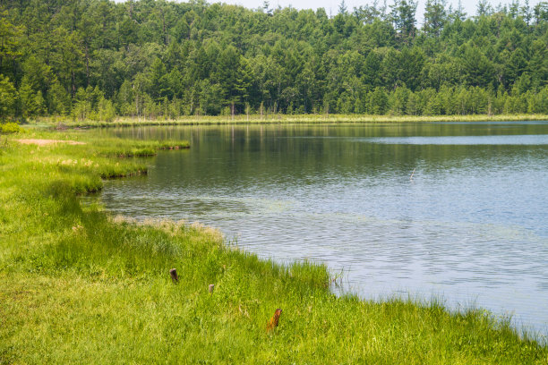 wetland