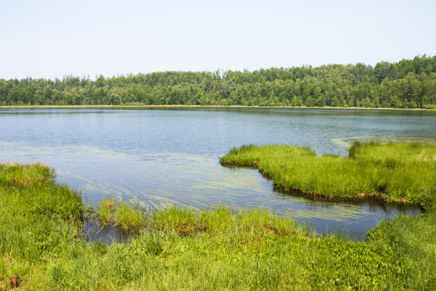 wetland