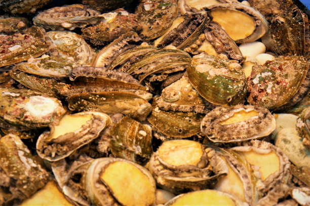 abalone