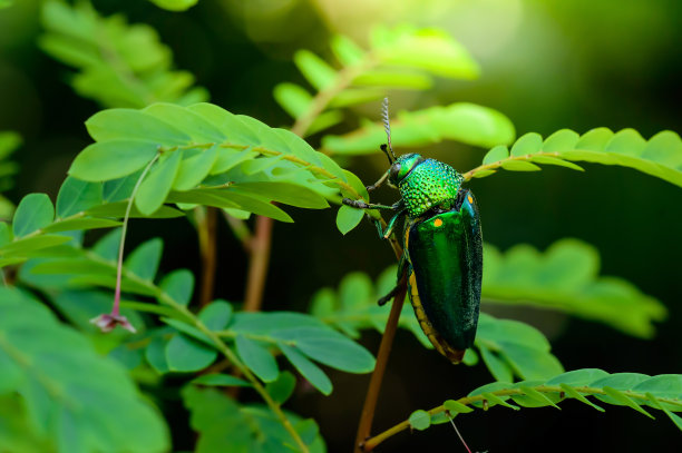beetles