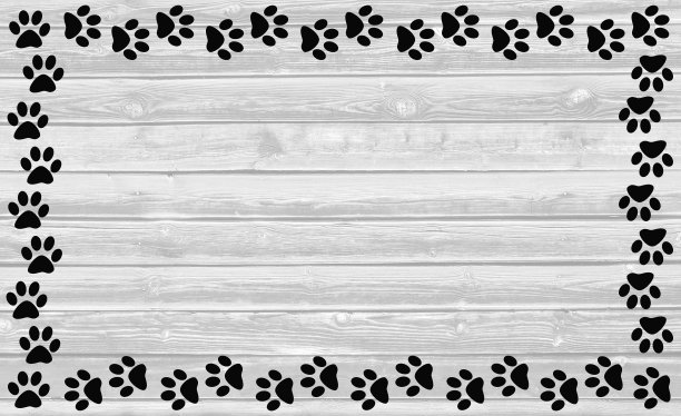 宠物猫宠物狗宠物店