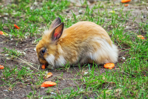 胡萝卜小兔
