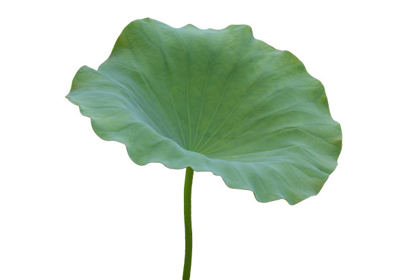 荷塘