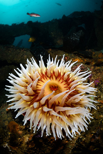 anemone