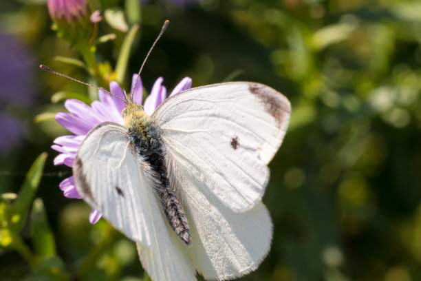 pieris