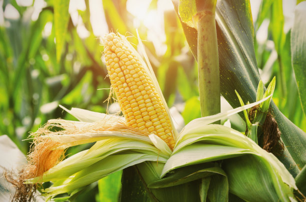 corn