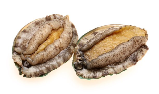 abalone