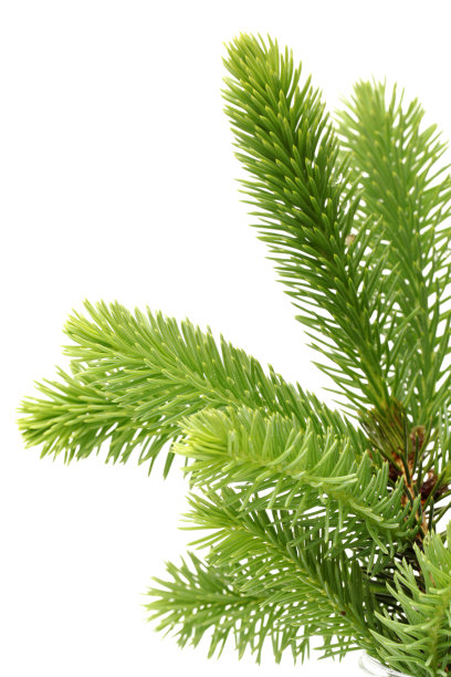 spruce