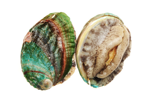 abalone